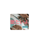 私の可愛いレオ君スタンプ（個別スタンプ：8）