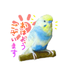 おしゃべりインコのチョコちゃん3（個別スタンプ：1）