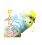 おしゃべりインコのチョコちゃん3（個別スタンプ：2）