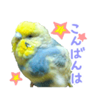 おしゃべりインコのチョコちゃん3（個別スタンプ：3）