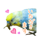 おしゃべりインコのチョコちゃん3（個別スタンプ：4）