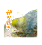 おしゃべりインコのチョコちゃん3（個別スタンプ：5）