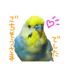 おしゃべりインコのチョコちゃん3（個別スタンプ：6）