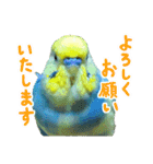おしゃべりインコのチョコちゃん3（個別スタンプ：7）