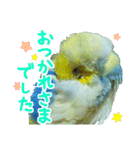 おしゃべりインコのチョコちゃん3（個別スタンプ：8）