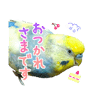 おしゃべりインコのチョコちゃん3（個別スタンプ：9）