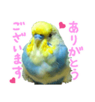 おしゃべりインコのチョコちゃん3（個別スタンプ：10）
