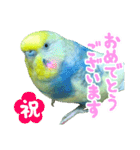 おしゃべりインコのチョコちゃん3（個別スタンプ：11）