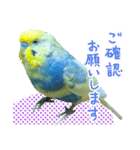 おしゃべりインコのチョコちゃん3（個別スタンプ：12）