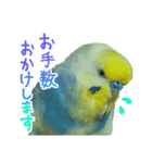 おしゃべりインコのチョコちゃん3（個別スタンプ：13）
