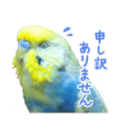 おしゃべりインコのチョコちゃん3（個別スタンプ：16）