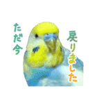 おしゃべりインコのチョコちゃん3（個別スタンプ：17）