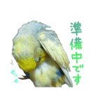 おしゃべりインコのチョコちゃん3（個別スタンプ：18）