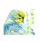 おしゃべりインコのチョコちゃん3（個別スタンプ：19）