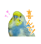 おしゃべりインコのチョコちゃん3（個別スタンプ：20）