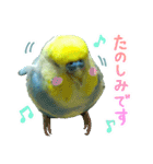 おしゃべりインコのチョコちゃん3（個別スタンプ：21）