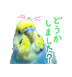 おしゃべりインコのチョコちゃん3（個別スタンプ：22）