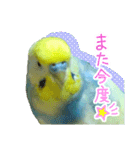 おしゃべりインコのチョコちゃん3（個別スタンプ：23）