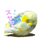 おしゃべりインコのチョコちゃん3（個別スタンプ：24）