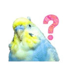 おしゃべりインコのチョコちゃん3（個別スタンプ：25）