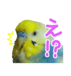 おしゃべりインコのチョコちゃん3（個別スタンプ：26）