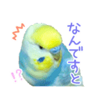 おしゃべりインコのチョコちゃん3（個別スタンプ：27）