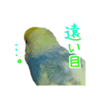 おしゃべりインコのチョコちゃん3（個別スタンプ：28）