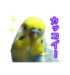 おしゃべりインコのチョコちゃん3（個別スタンプ：29）