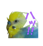 おしゃべりインコのチョコちゃん3（個別スタンプ：30）