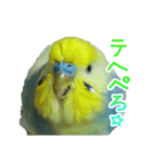 おしゃべりインコのチョコちゃん3（個別スタンプ：31）