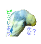 おしゃべりインコのチョコちゃん3（個別スタンプ：32）