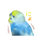おしゃべりインコのチョコちゃん3（個別スタンプ：33）