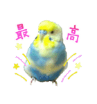 おしゃべりインコのチョコちゃん3（個別スタンプ：34）