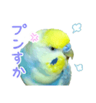 おしゃべりインコのチョコちゃん3（個別スタンプ：35）