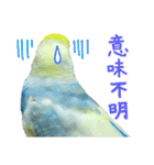 おしゃべりインコのチョコちゃん3（個別スタンプ：36）