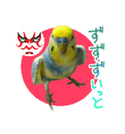 おしゃべりインコのチョコちゃん3（個別スタンプ：37）