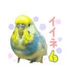 おしゃべりインコのチョコちゃん3（個別スタンプ：38）