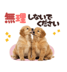 日常使える！ゴールデンレトリバー（個別スタンプ：9）