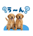 日常使える！ゴールデンレトリバー（個別スタンプ：17）