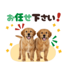 日常使える！ゴールデンレトリバー（個別スタンプ：20）