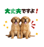 日常使える！ゴールデンレトリバー（個別スタンプ：26）