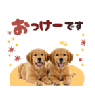 日常使える！ゴールデンレトリバー（個別スタンプ：37）
