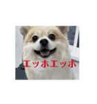エッホ ポメラニアン（個別スタンプ：1）