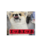 エッホ ポメラニアン（個別スタンプ：3）