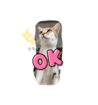 にゃんこライフ癒しスタンプ 24 Meme Cats（個別スタンプ：1）
