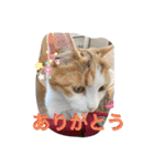 にゃんこライフ癒しスタンプ 24 Meme Cats（個別スタンプ：4）