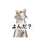 にゃんこライフ癒しスタンプ 24 Meme Cats（個別スタンプ：5）