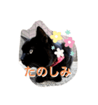 にゃんこライフ癒しスタンプ 24 Meme Cats（個別スタンプ：6）
