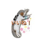 にゃんこライフ癒しスタンプ 24 Meme Cats（個別スタンプ：7）