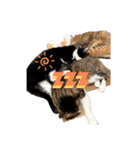 にゃんこライフ癒しスタンプ 24 Meme Cats（個別スタンプ：8）